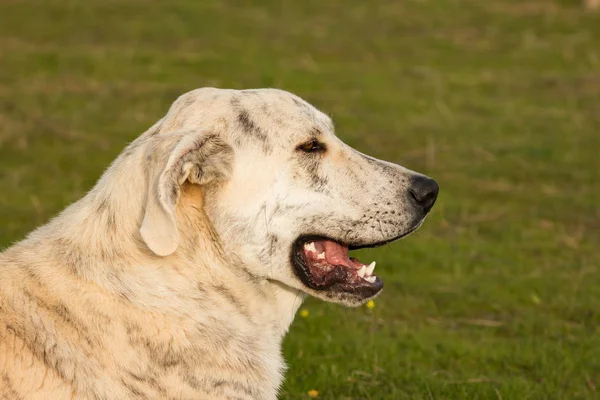 Μεγάλο λευκό σκυλί λαμπραντόρ — Φωτογραφία Αρχείου