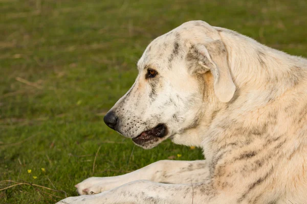 Velký bílý pes labrador — Stock fotografie