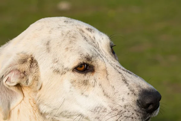 Велика біла собака-лабрадор Стокова Картинка