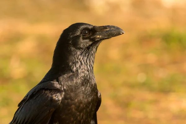 Corvo preto bonito — Fotografia de Stock