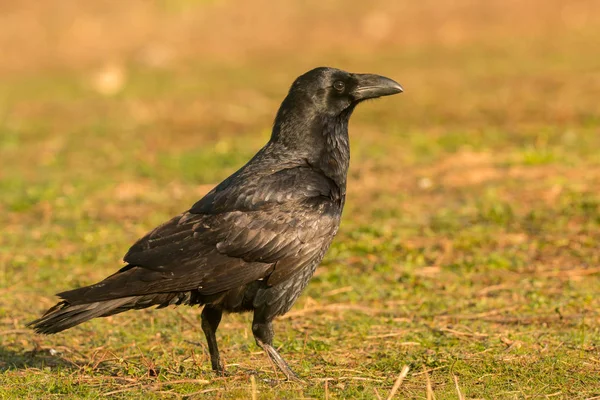 Krásná černá vrána — Stock fotografie