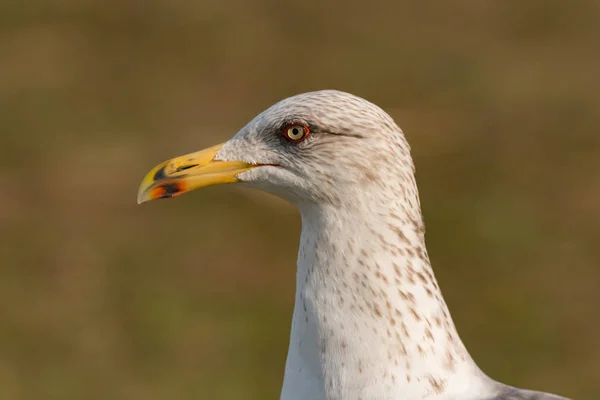 Gaviota con pico amarillo —  Fotos de Stock