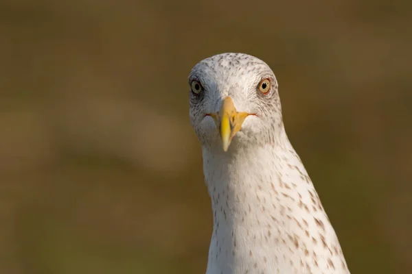 Gaviota con pico amarillo —  Fotos de Stock