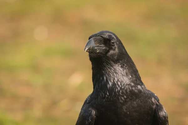 Vacker svart kråka — Stockfoto