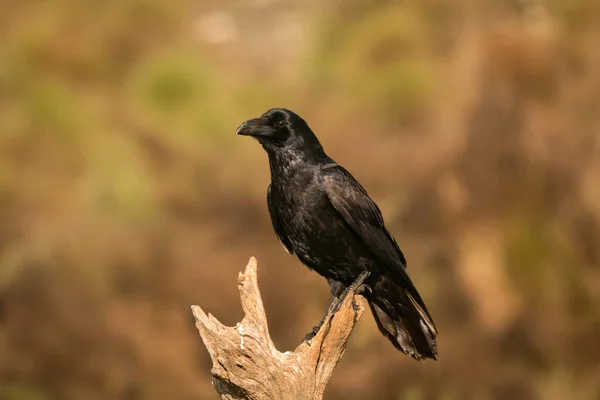 Vacker svart kråka — Stockfoto