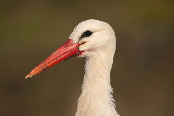 Elegantní bílý čáp — Stock fotografie