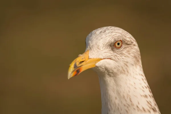 Gaviota con pico amarillo —  Fotos de Stock