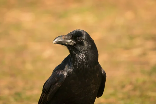 Belle corbeau noir — Photo