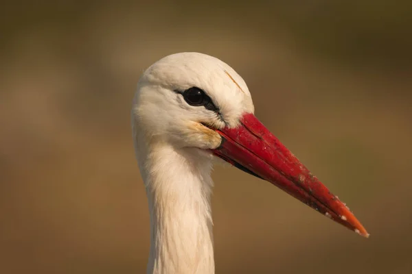 Elegante cigüeña blanca —  Fotos de Stock