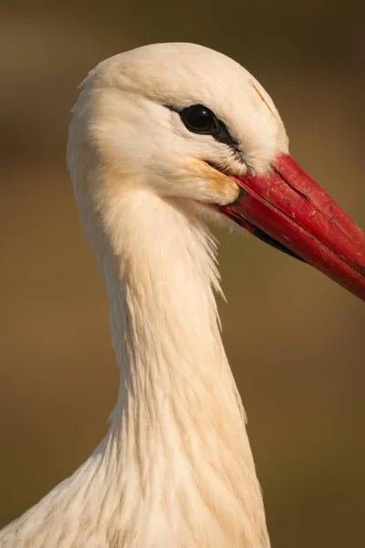 Elegantní bílý čáp — Stock fotografie