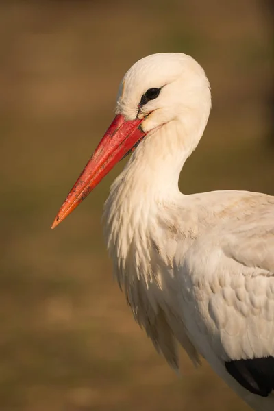 Elegantní bílý čáp — Stock fotografie