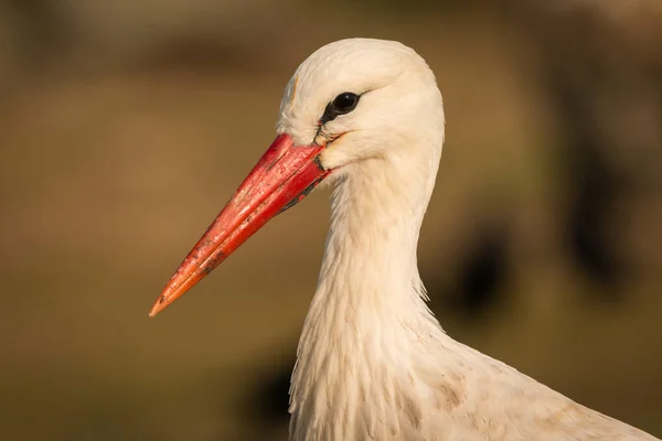 Elegante cigüeña blanca —  Fotos de Stock