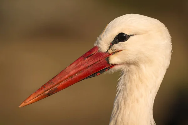 Elegante cigüeña blanca —  Fotos de Stock