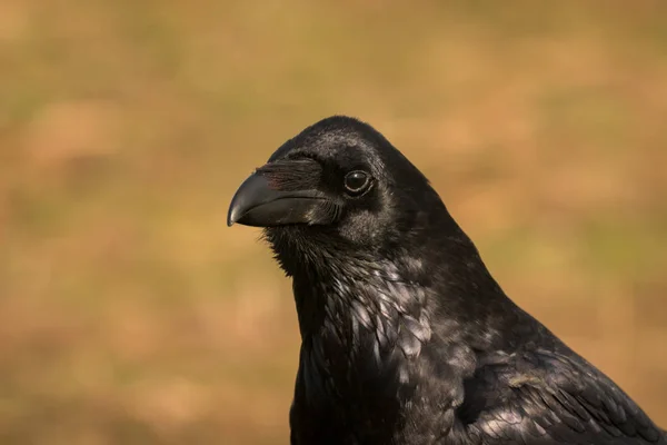 Corvo preto bonito — Fotografia de Stock