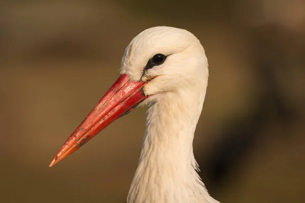 Elegante cigüeña blanca —  Fotos de Stock