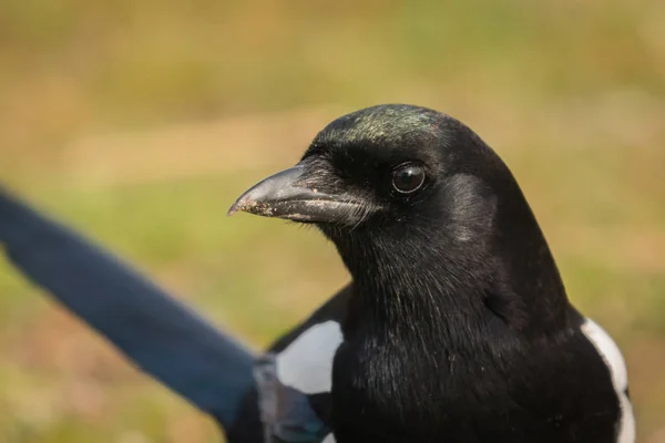 Preto e branco Magpie — Fotografia de Stock