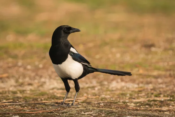 Black and white magpie — Stock Photo, Image