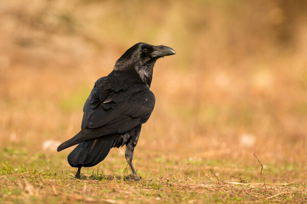beautiful black crow