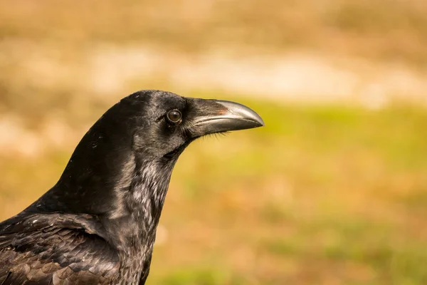 Vacker svart kråka — Stockfoto