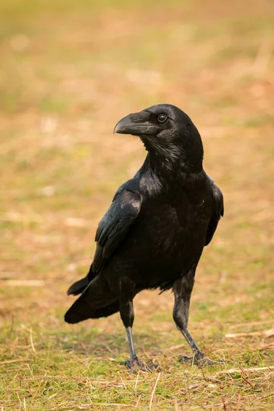 Schöne schwarze Krähe — Stockfoto