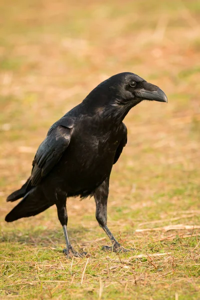 Krásná černá vrána — Stock fotografie
