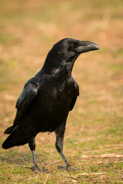 Vacker svart kråka — Stockfoto