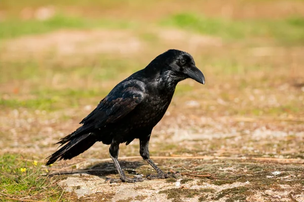 Черная ворона — стоковое фото