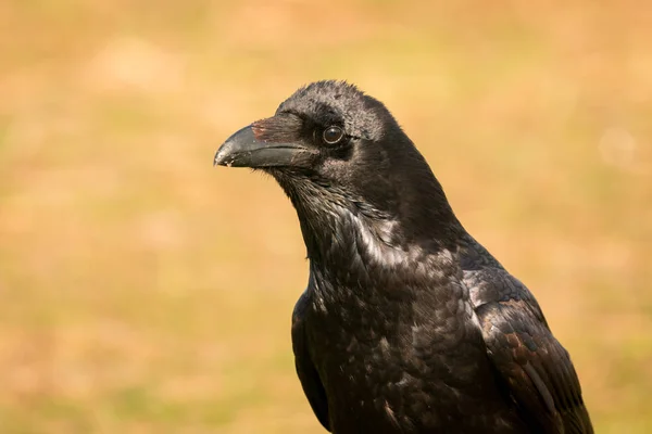 Schöne schwarze Krähe — Stockfoto