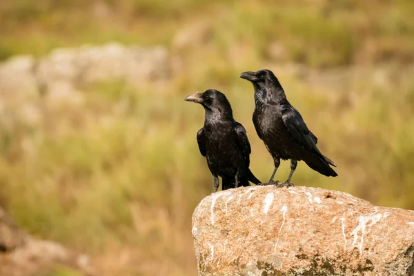 Красивые черные вороны — стоковое фото