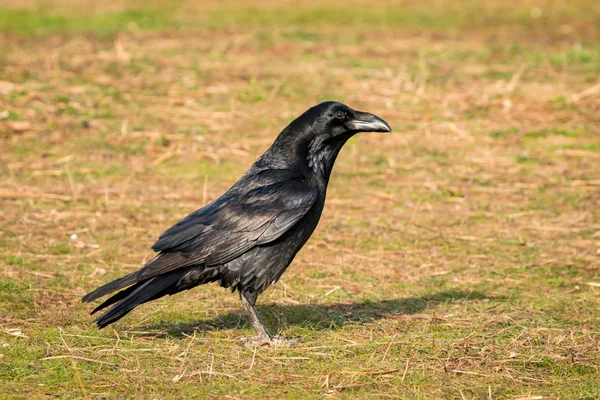 Schöne schwarze Krähe — Stockfoto