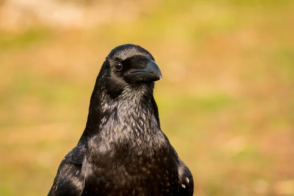 Schöne schwarze Krähe — Stockfoto