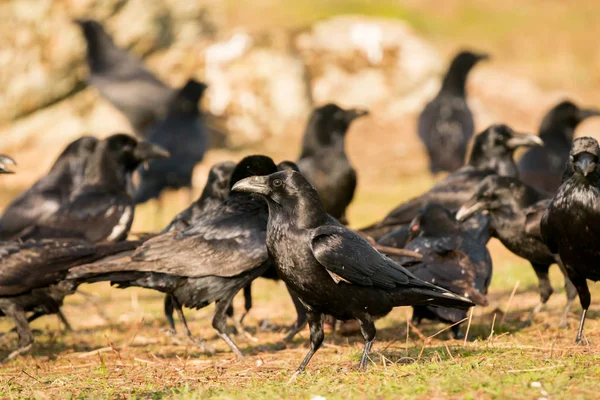 Belos corvos negros — Fotografia de Stock