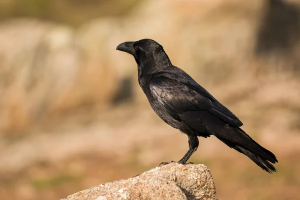 Beautiful black crow — Stock Photo, Image