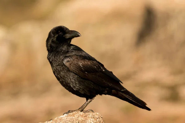 Черная ворона Стоковое Изображение