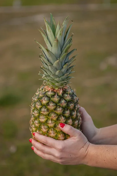 Pineapple in female hands — Stock Photo, Image