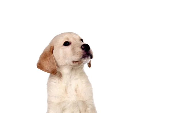 Hermoso cachorro Golden Retriever —  Fotos de Stock