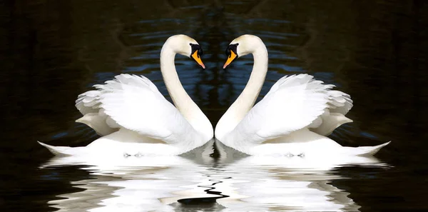 Dois cisnes brancos bonitos — Fotografia de Stock