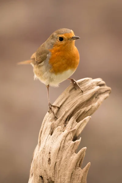 Mooie vogel zittend op een tak — Stockfoto