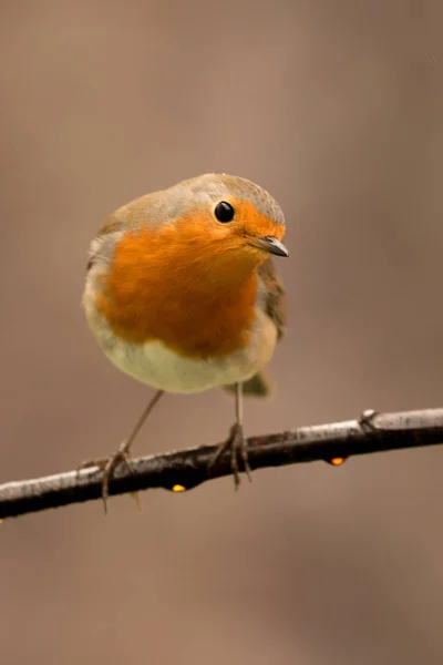 Ładny ptak siedzący na gałęzi — Zdjęcie stockowe