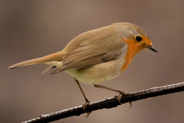 Pretty Bird sitting on branch — Stock Photo, Image