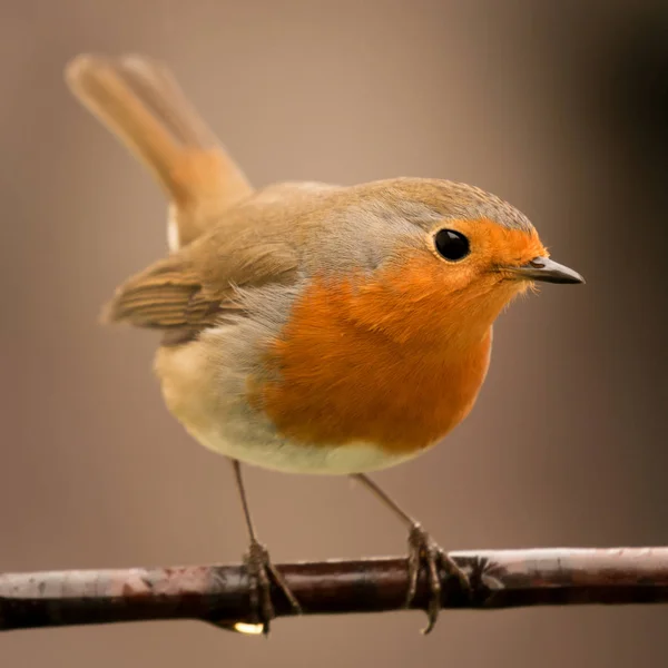 Hübscher Vogel sitzt auf Ast — Stockfoto