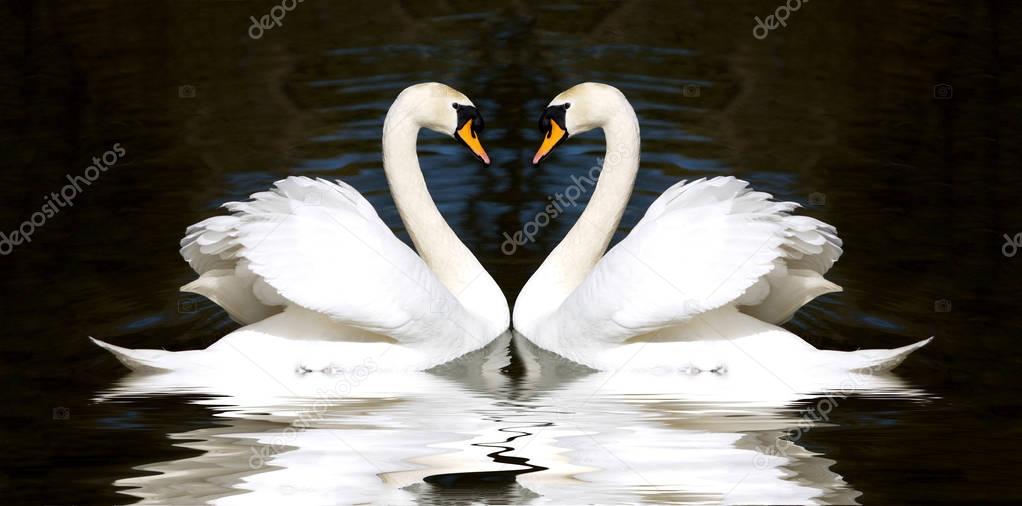 Two pretty white swans