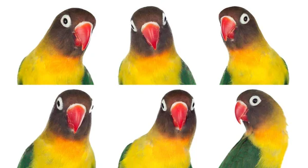 Collage de loros en diferentes posturas — Foto de Stock