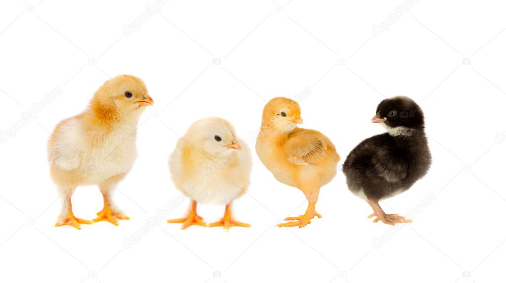 Three yellow chickens looking at black  