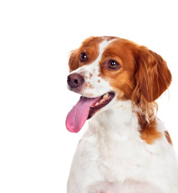 sevimli beyaz kahverengi köpek ile