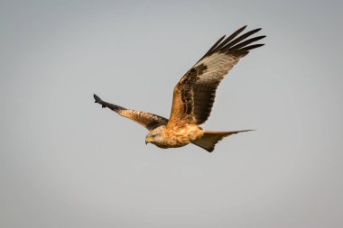 Güzel kartal uçuş
