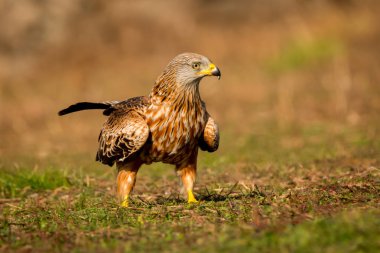 alandaki güzel kartal