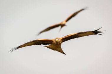 Güzel kartal uçuş