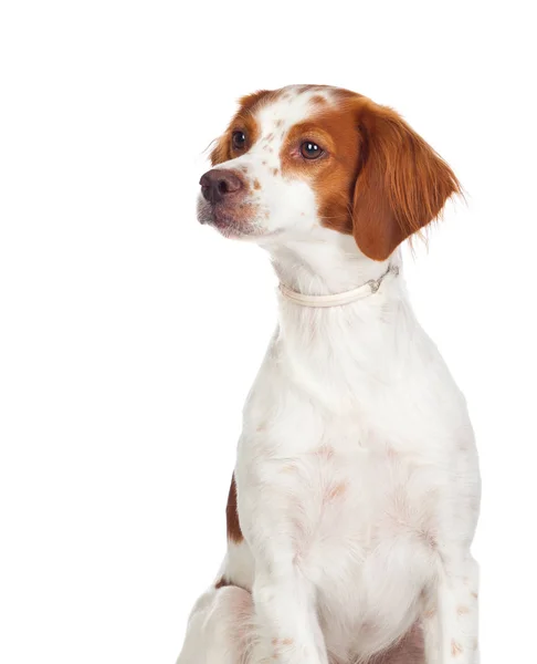 Ładny biały brązowy pies — Zdjęcie stockowe
