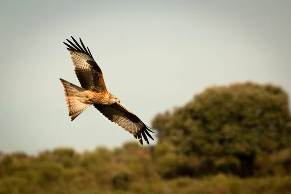 Bella aquila in volo — Foto Stock